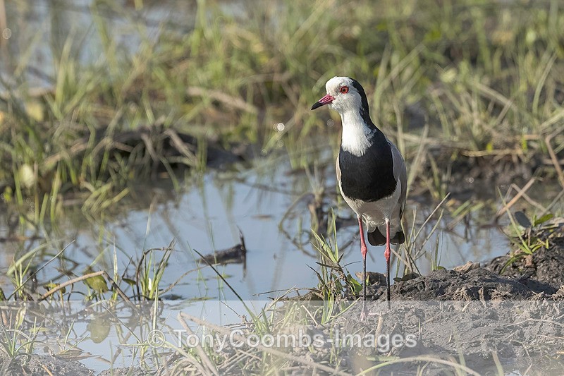 Long-toed Lapwing - Botswana ~ Birds