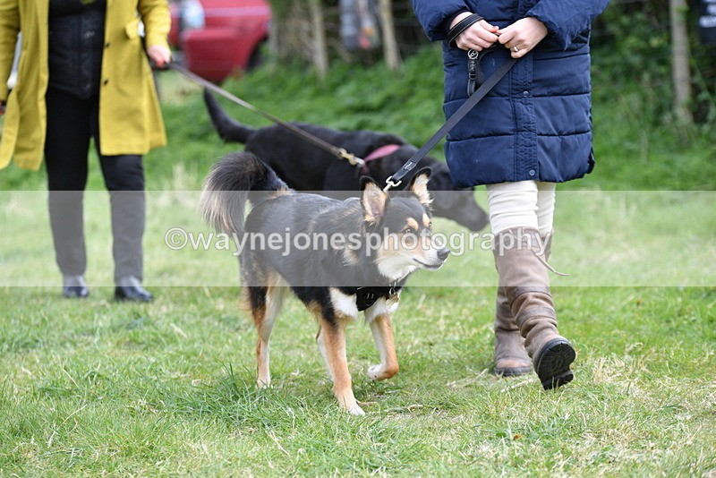 WJ5_9458 - Class 3 Most Handsome Dog