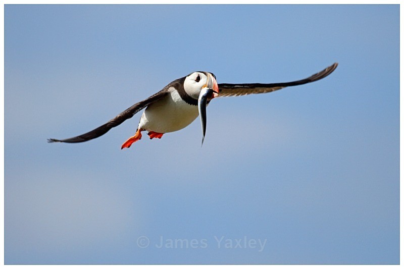 Atlantic Puffin with Mackerel - The British Wildlife Photography Awards 2009 to 2014