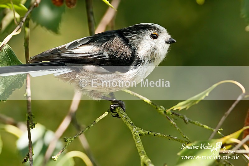 Long tailed Tit 020911 2