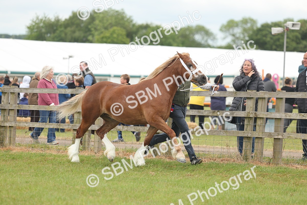 SBM_05010 - Class 50-57 - M&M Welsh Pony In Hand