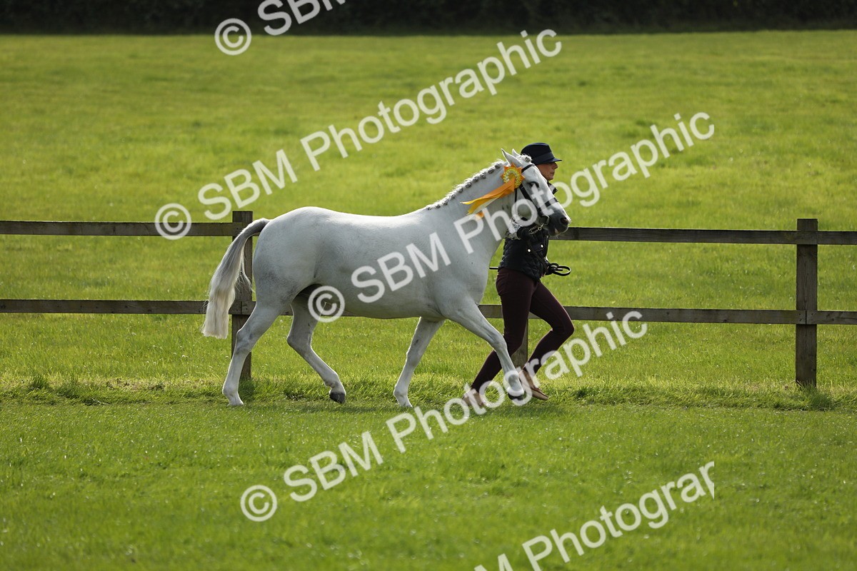 SBM_65648 - S48 - Show Pony & Show Hunter Pony In Hand