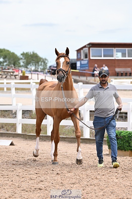 250716-142454-01077 - Trot Up 1.30 to 2.30