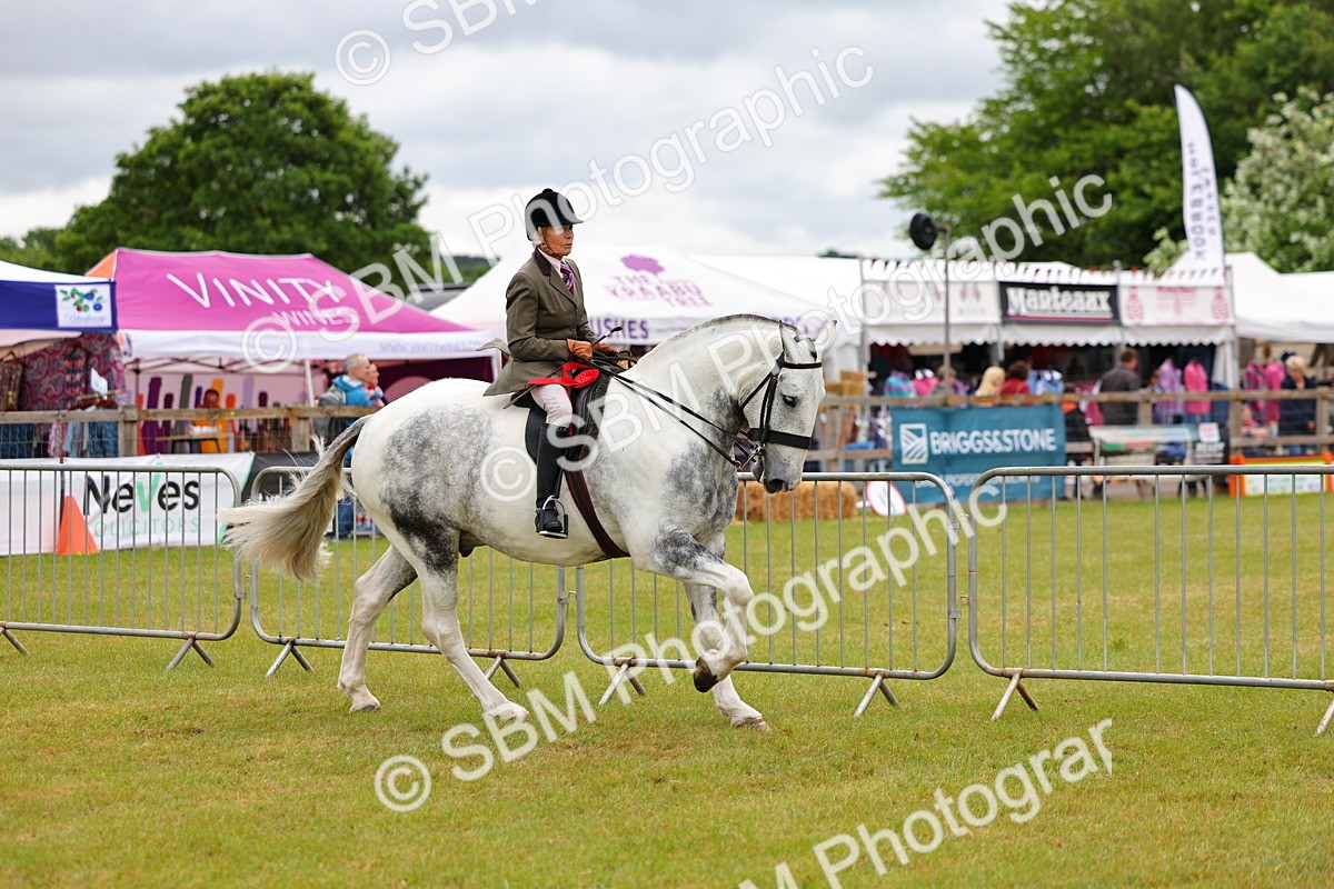 SBM_02613 - Class 9-11 Side Saddle including LIHS Rising Star Ladies Show Horse