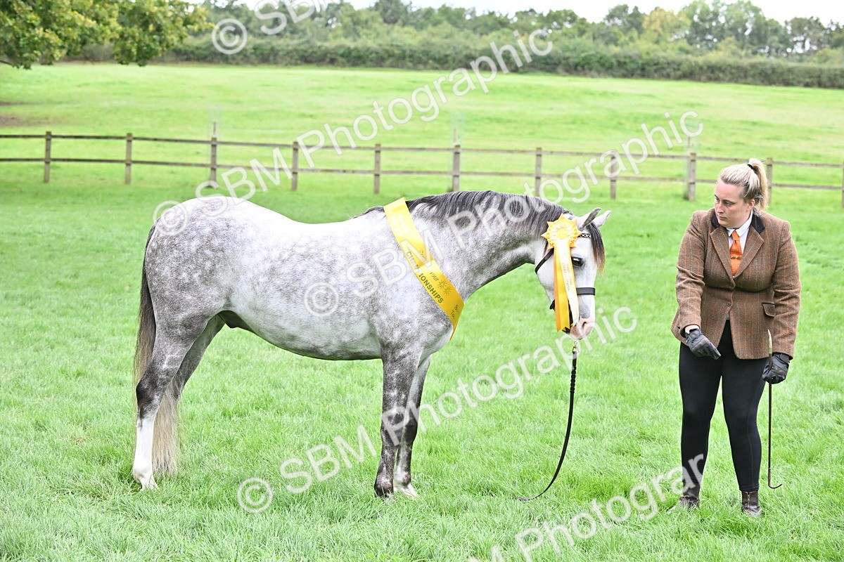SBM_61045 - S48 - Mountain & Moorland In Hand Small Breeds