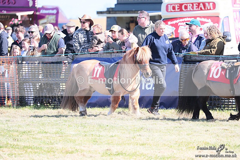 Shet 060426 21 - Shetland Pony Racing Paxford Races Easter Mon 06/04/26