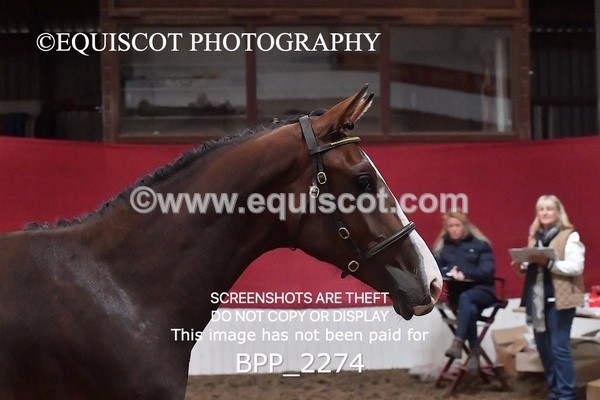 BPP_2274 - AFTERNOON 12.30 - 3.30PM