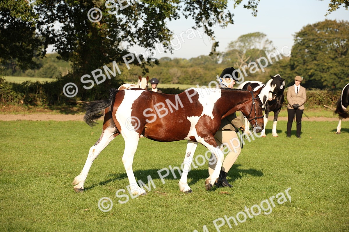 SBM_58758 - S51 - Piebald & Skewbald Horse In Hand