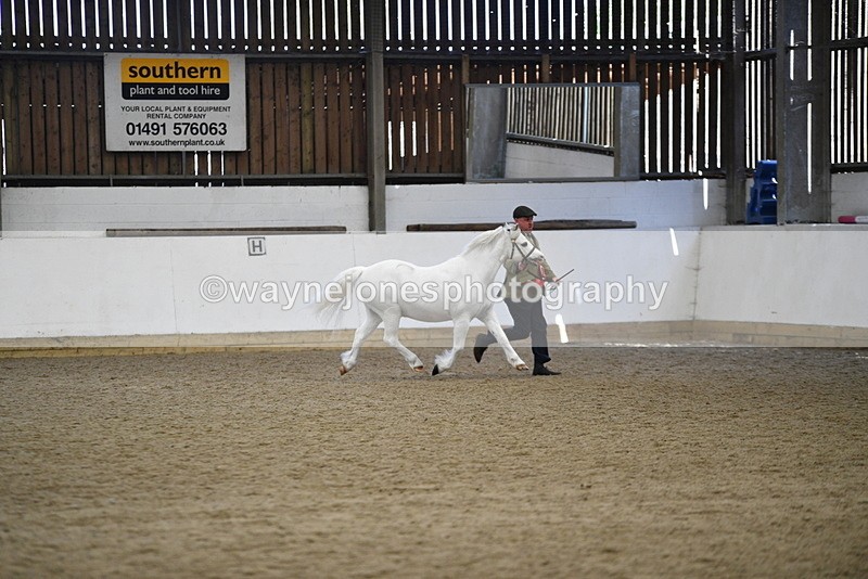 WJ5_5608 - Morning in hand Championship