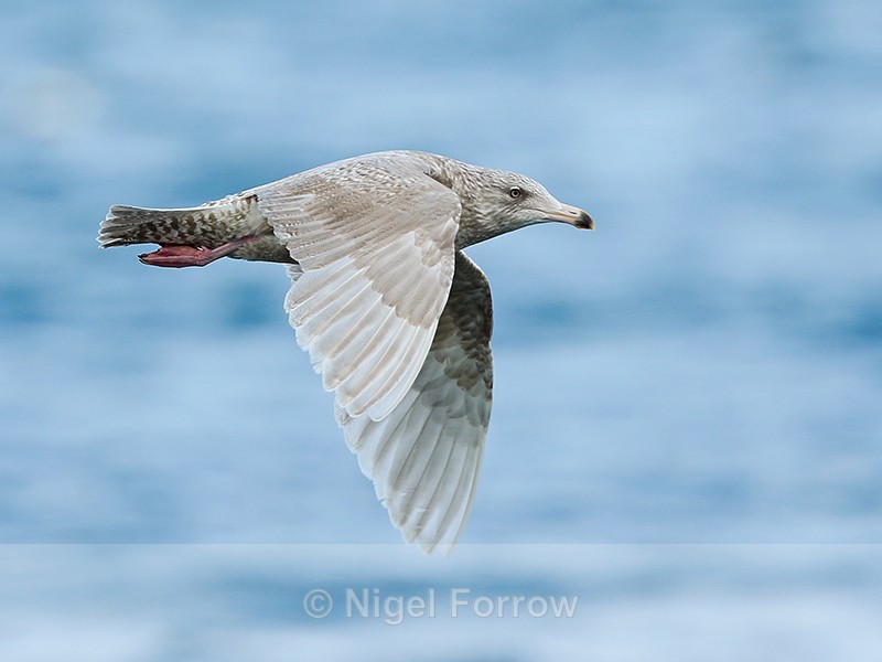 Glaucous Gull (second-winter) flying at Grundarfjörður, Iceland - Glaucous Gull