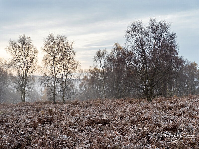  - Woodland