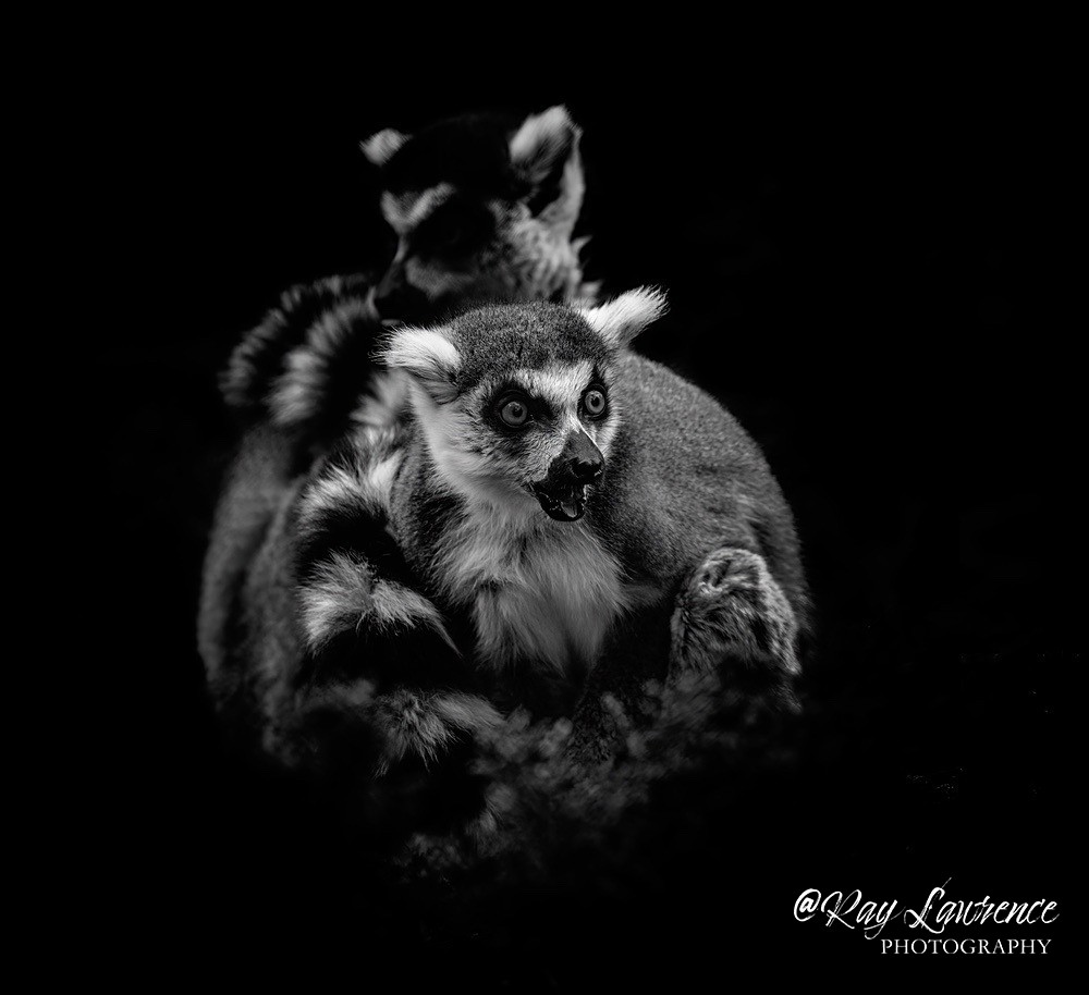 Ring Tailed Lemurs -RLP_8170 - Monochrome Zoo