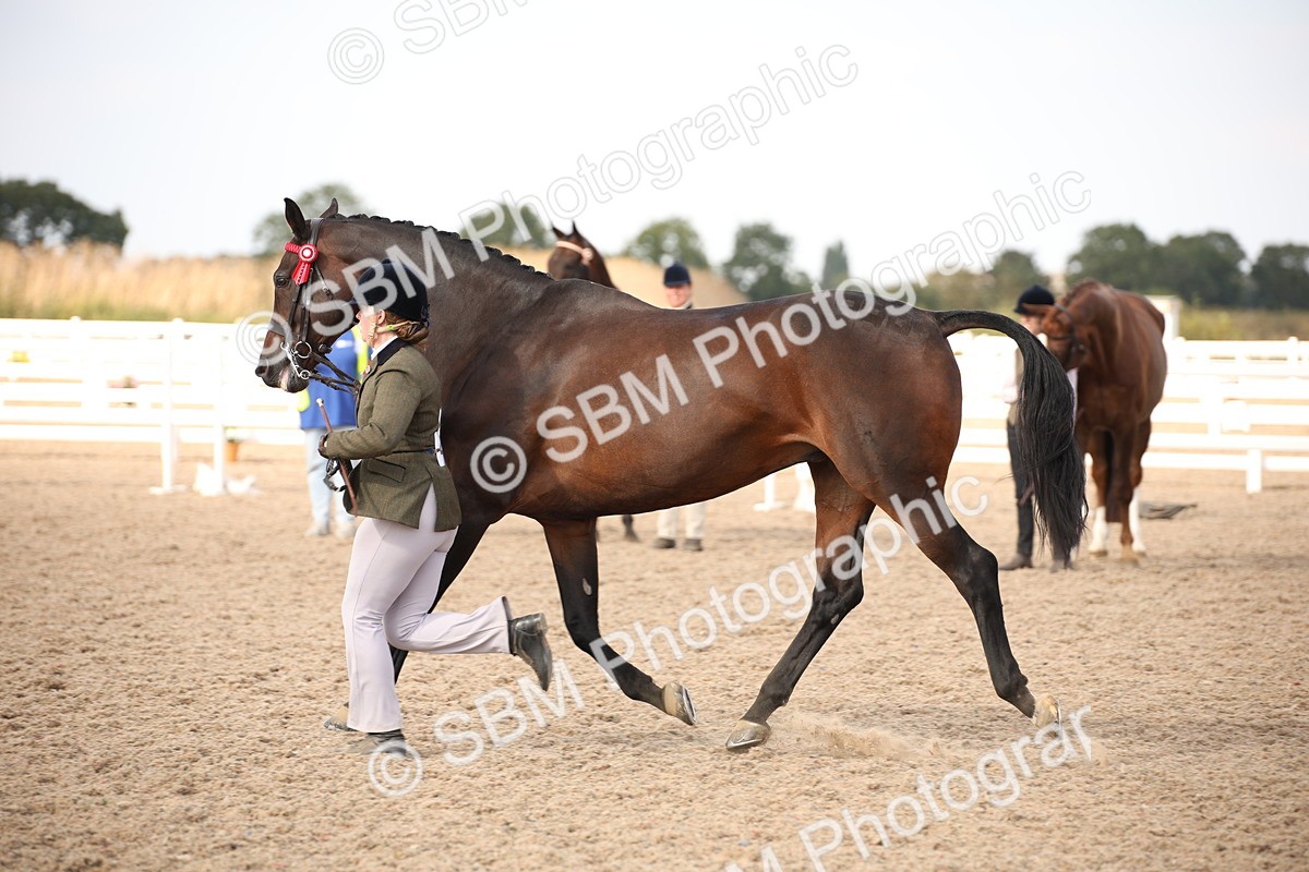 SBM_08207 - Class 27 - IH Competition Horse-Pony