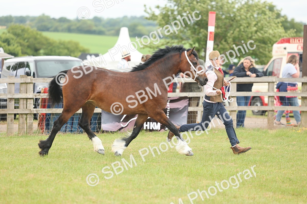 SBM_04972 - Class 50-57 - M&M Welsh Pony In Hand