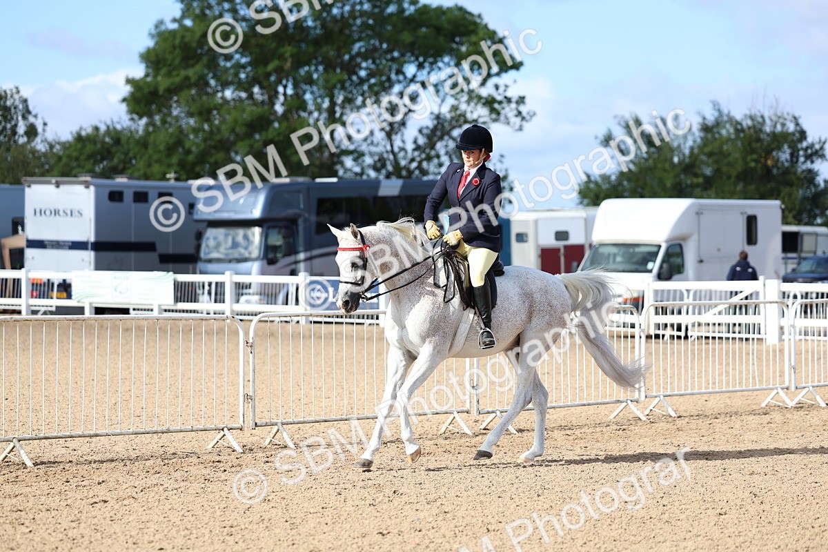 SBM_09122 - Class 303 - Ridden Pure Bred Horse Pony