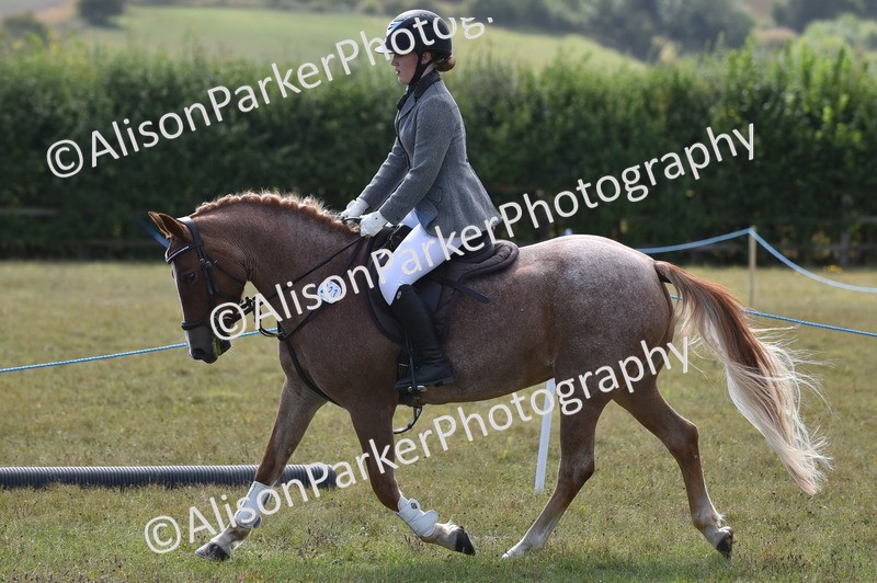 20250831-4003 - Class 12 - Working Hunter Pony 14.2hh and Under
