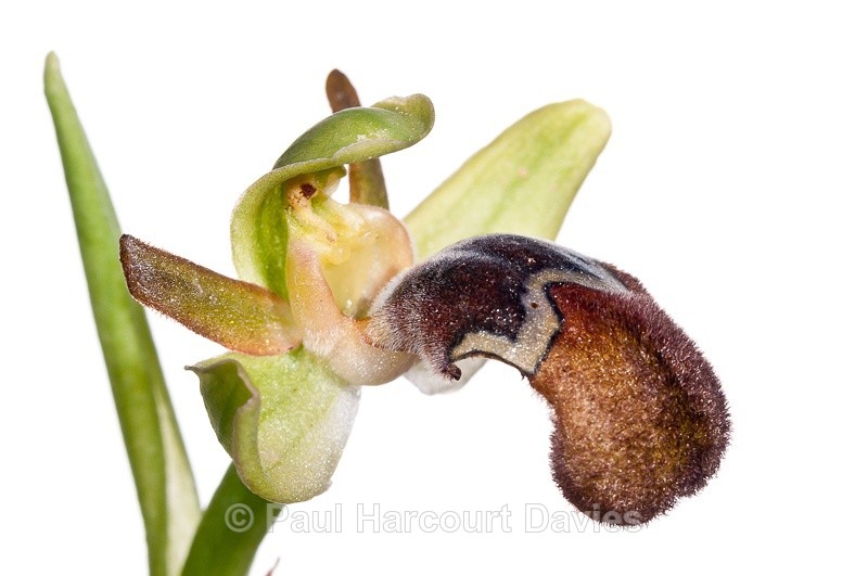  - WB: Orchids - Ophrys