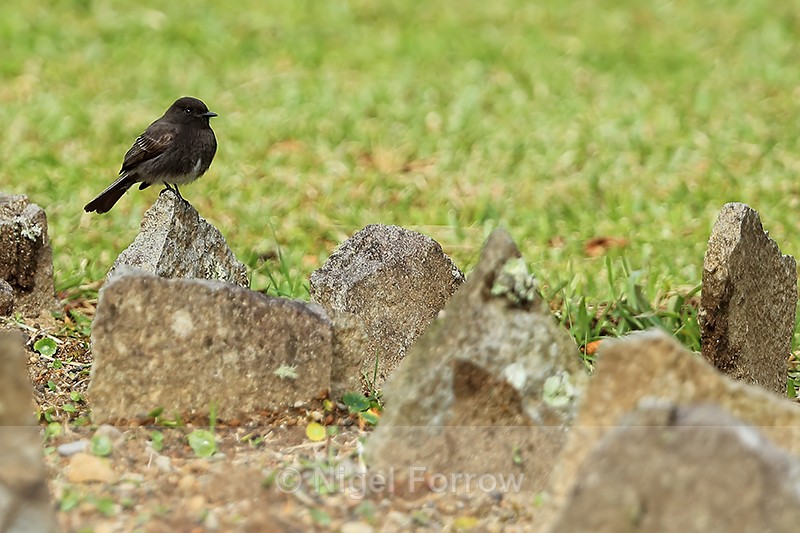 Black Phoebe perched on rock in garden, El Silencio Lodge, Costa Rica - Black Phoebe