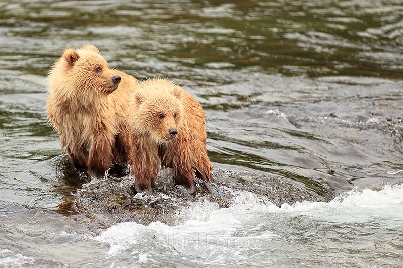 Two yearling Brown Bear cubs at Brooks Falls, Alaska - Brown Bear