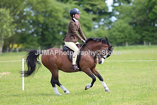 IMG_3453 - Working Hunter