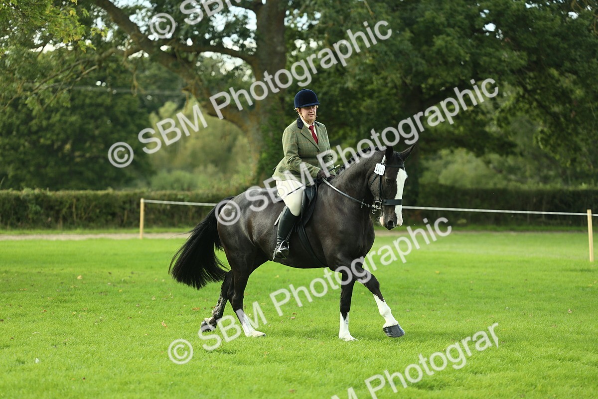 SBM_50679 - S33 - Working Hunter & Working Show Horse