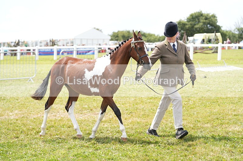 DSC06739 - Class 58: Coloured Pony Youngstock