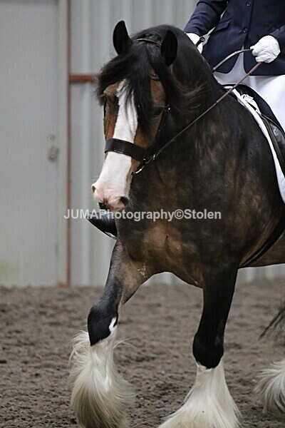 SIAL4159 - CAbin Dressage 5th july 2025