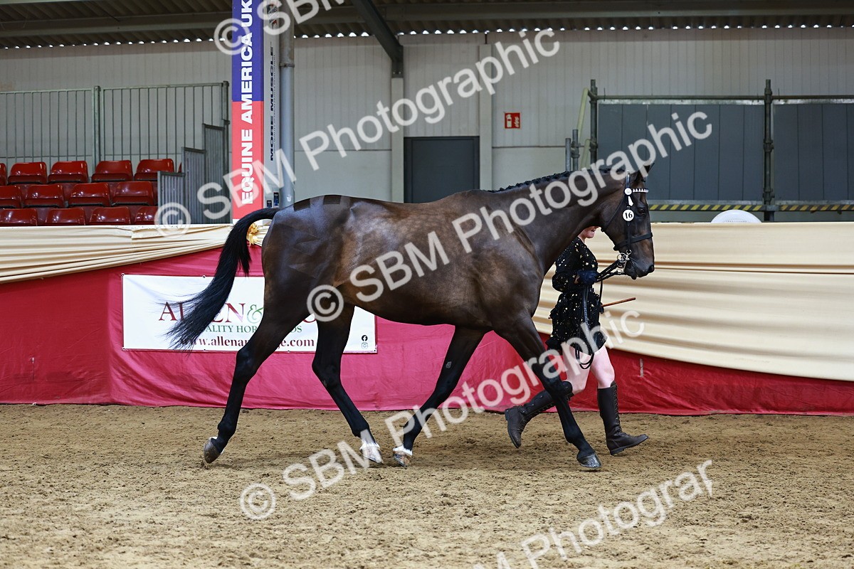 SBM_23159 - Class 903 - Supreme Final - IH Pre Vet