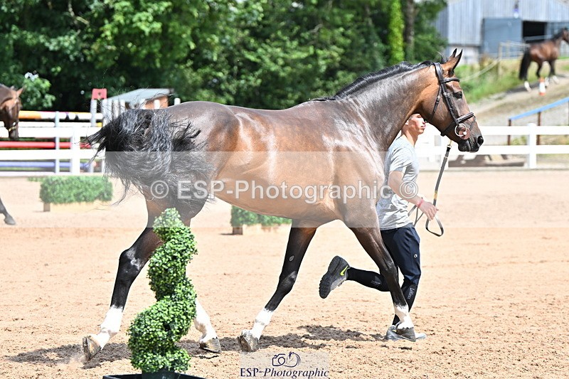 240718A-105302-01480 - Trot Up 12pm to 1pm