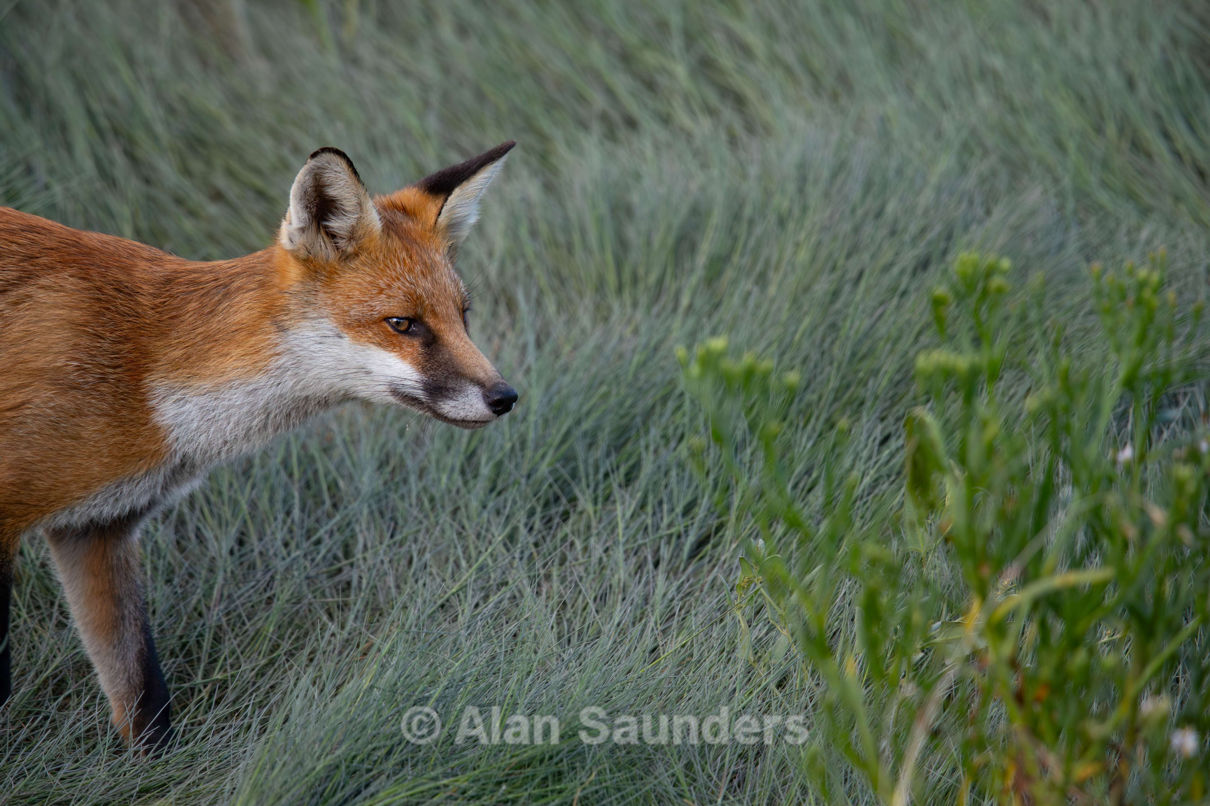 Red Fox 2
