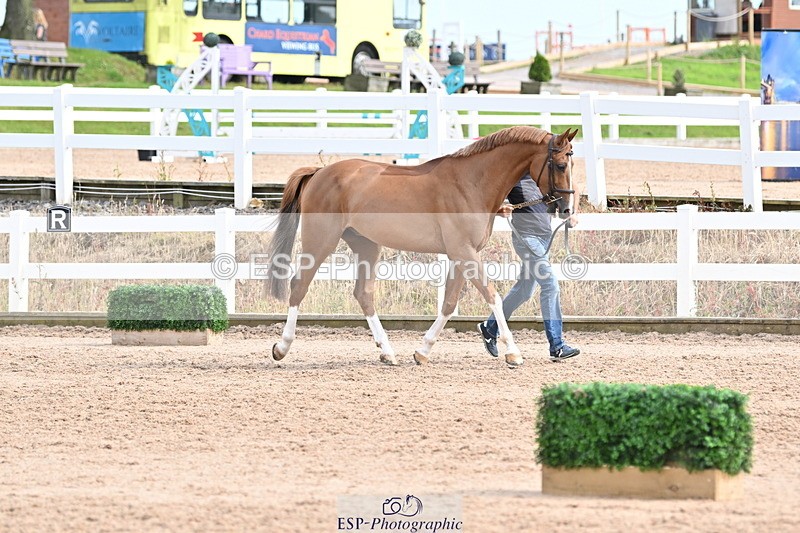 240717A-165420-03532 - Trot Up 4pm to 5pm