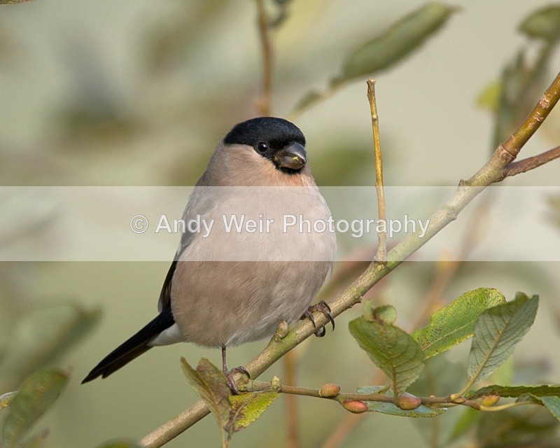 20091010-WE 009 - Finches