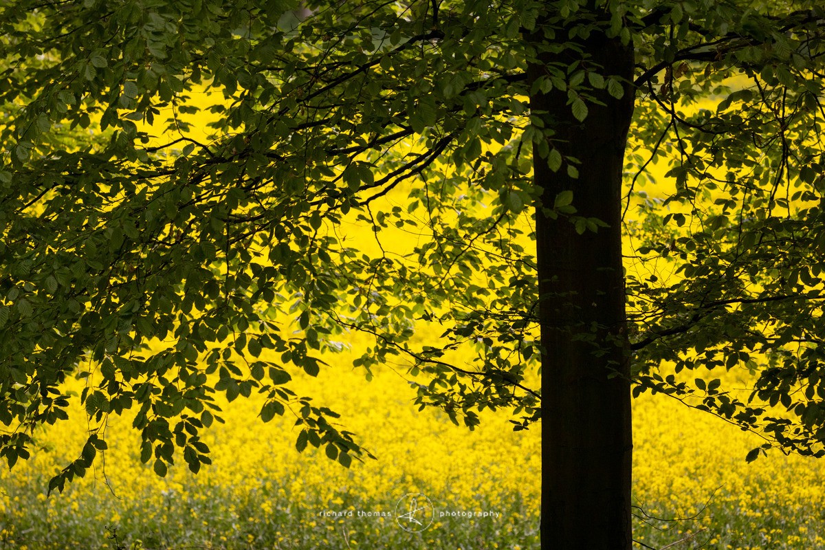 A brighter outlook. - Woodland