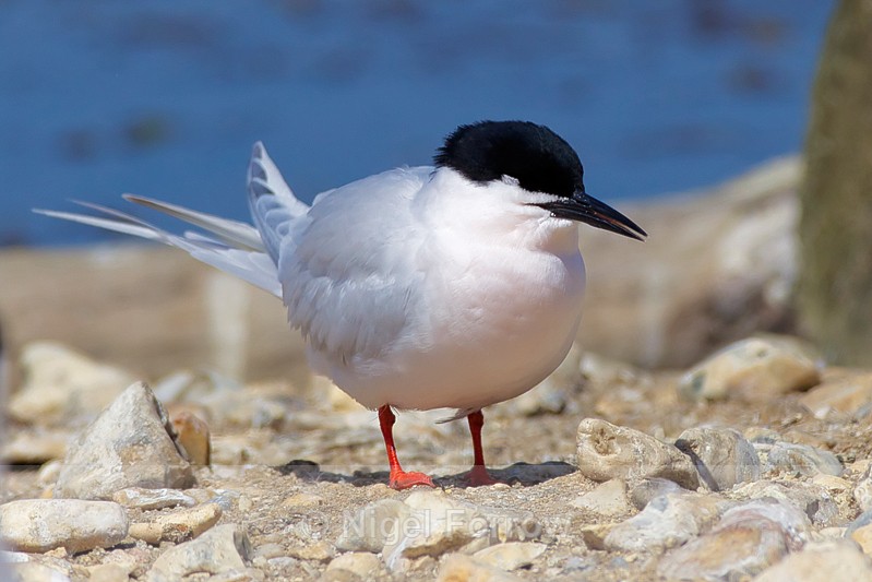 Roseate Tern - Roseate Tern