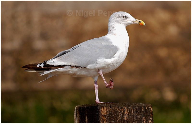 September 12th 2007 - Leggy the Herring Gull