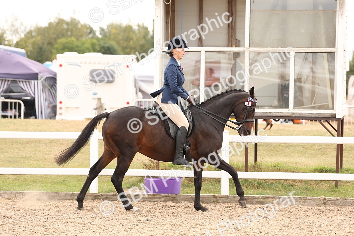 SBM_17317 - Class 214 - Ridden Hack Riding Horse