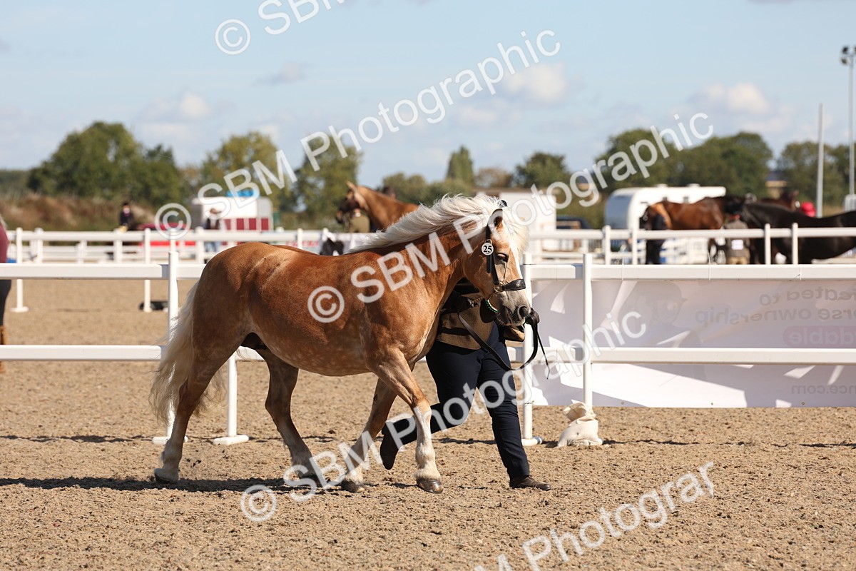 SBM_12976 - Class 206 - IH Non Show Type Pony