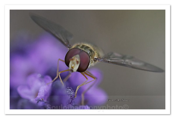  - Invertebrate's Macro