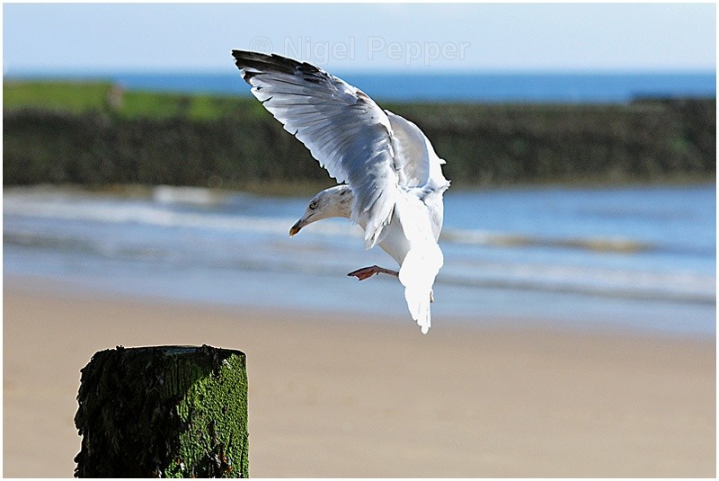 October 5th 2007 - Leggy the Herring Gull