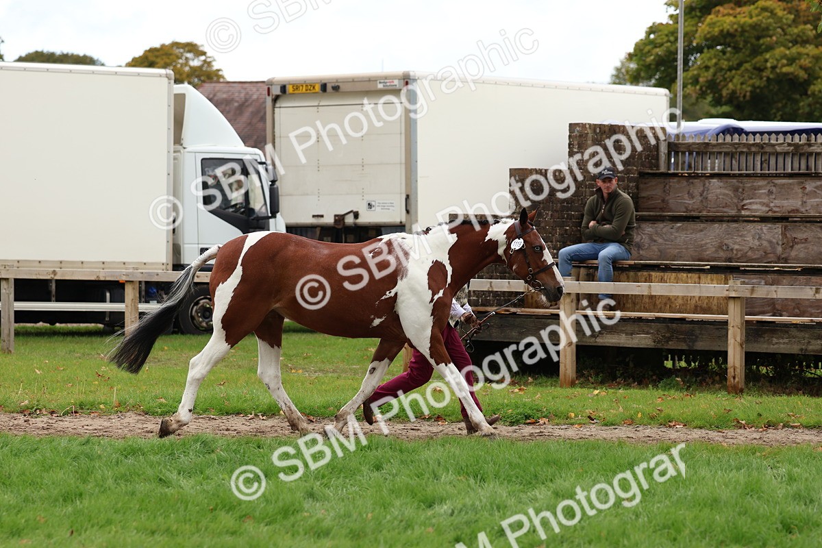 SBM_41701 - S26 - Mature Veteran In Hand