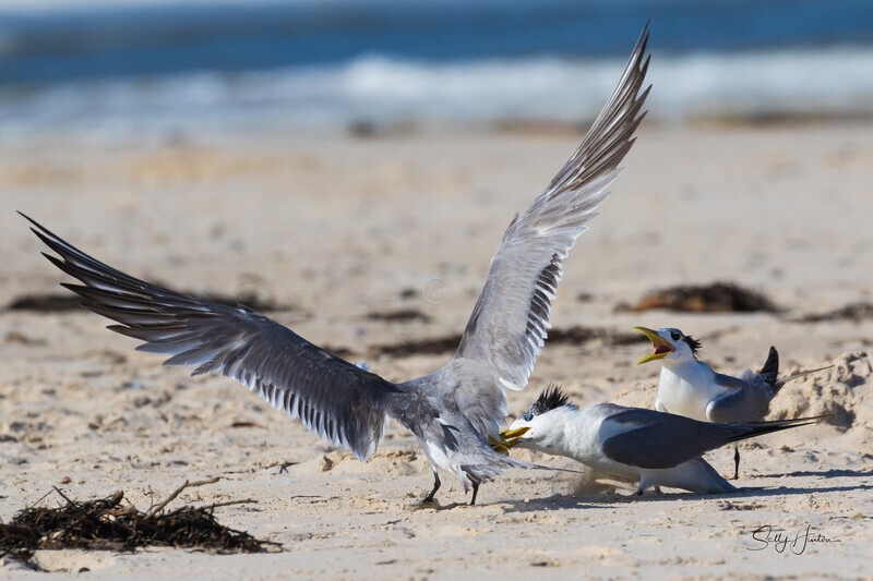 Fish Fight 1 - Crested Terns