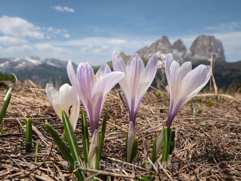 White crocus (Crocus vernus ssp albiflorus)  - Flowers in the Landscape
