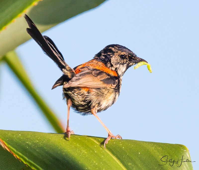 Red Wren Young Male 7