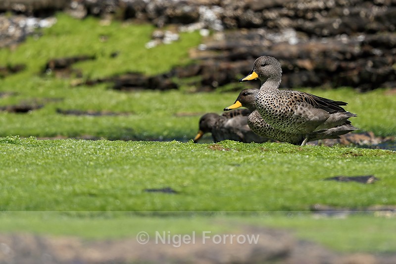 Yellow-billed Teals feeding at low tide, Carcass Island, Falklands - Yellow-billed Teal