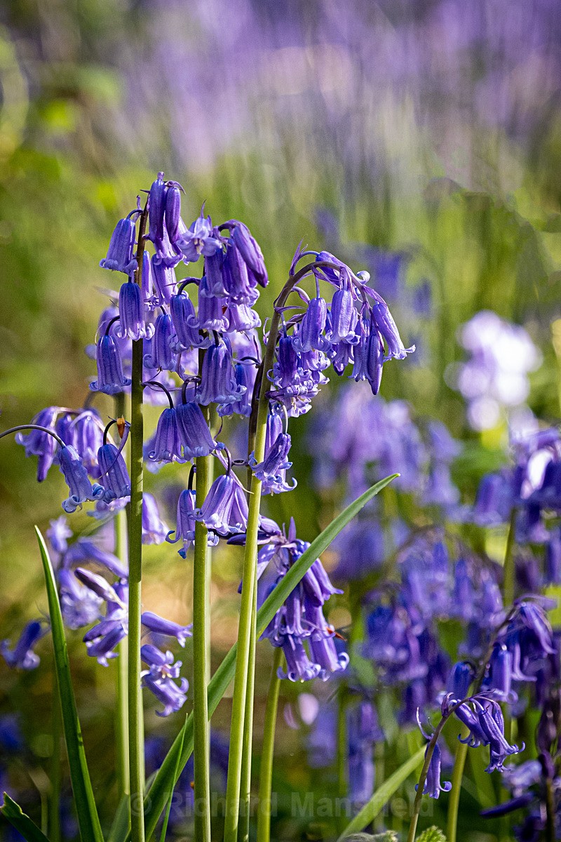  - Flowers