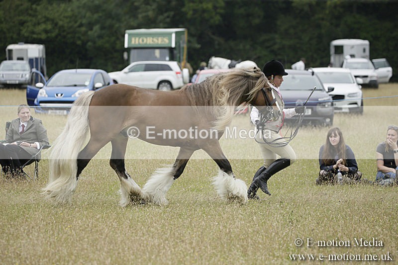 B230619-0831 - Bourne Valley Riding Club Summer Show 23/06/19