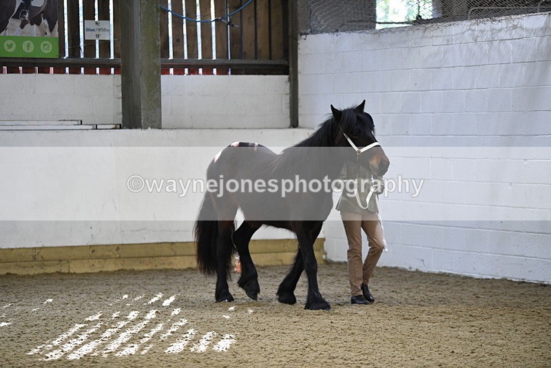 WJ5_3340 - Class 1 Youngstock