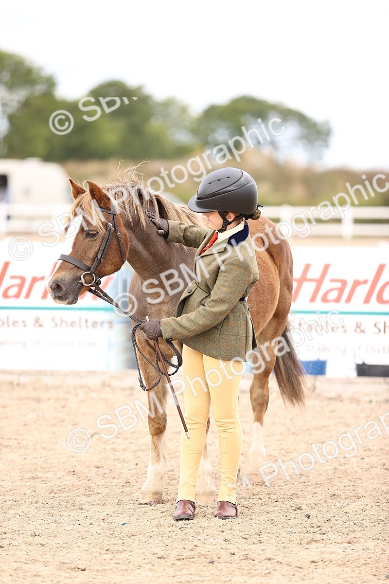 SBM_16003 - Class 417 - Handsomest Gelding (IH or Ridden) Jnr