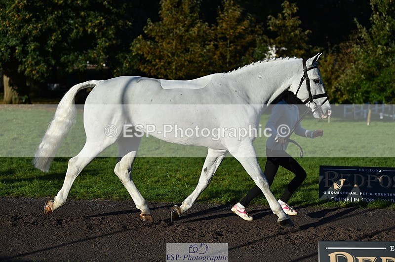 231022-092116-21724 - 653-GREYΓÇÖS.VILLAGE.MELODY-Annabel.Ridgway-TrotUp+SJ