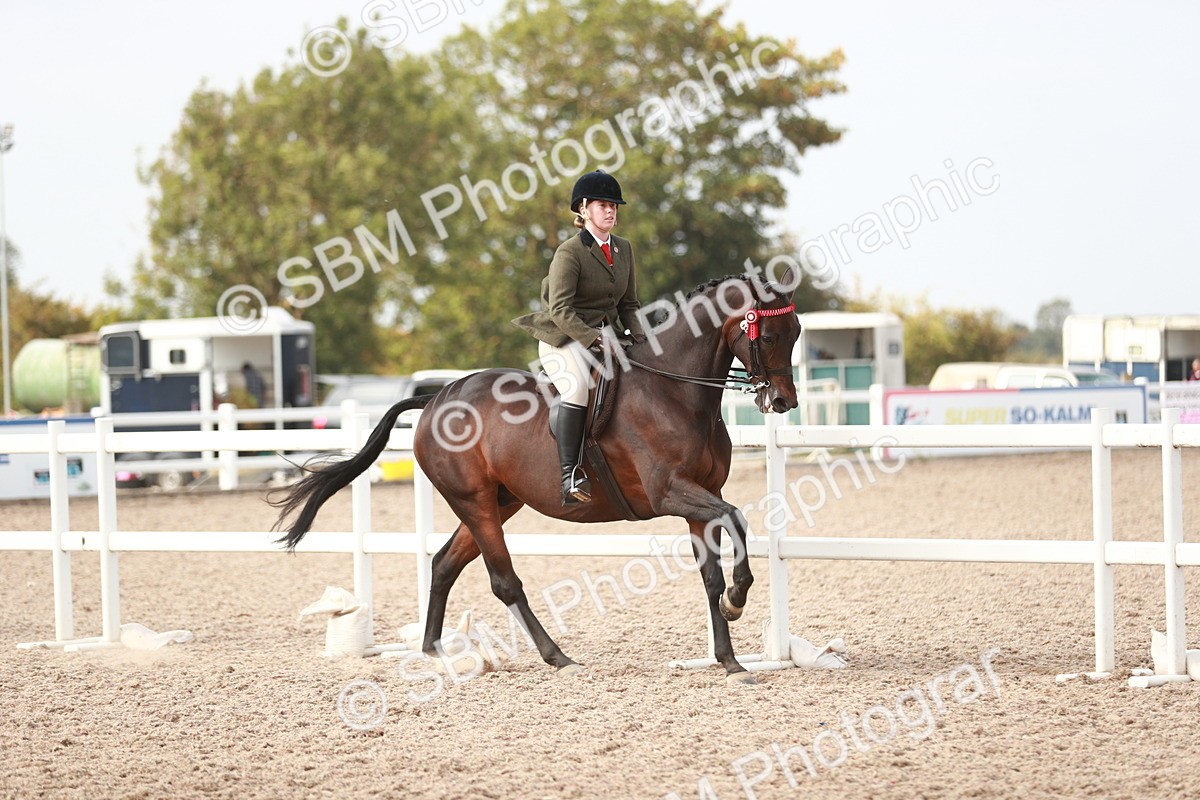 SBM_17504 - Class 215 Ridden Hack/ Riding Horse